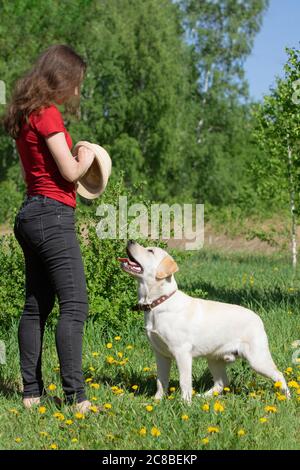 Junger Labrador Hund steht am Bein des Besitzers, wartet auf Befehl. Mädchen trainiert ihr Haustier im Freien in grünen Sommerwiese. Gehorsam, Hundeausbildung, Freunde Stockfoto