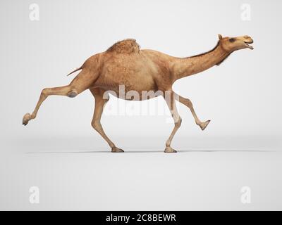 3d-Rendering-Konzept von Kamel läuft auf grauem Hintergrund mit Schatten Stockfoto