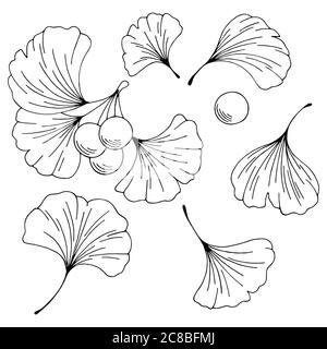 Ginkgo biloba Pflanze Grafik schwarz weiß isoliert Satz Illustration Vektor Stock Vektor