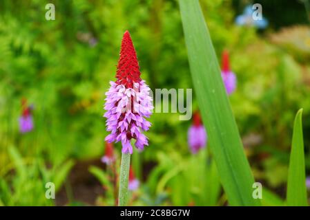 Primula vialii, (Red Hot Poker) Blumen in einer Grenze bei RHS Garden Harlow Carr, Harrogate, Yorkshire gewachsen. England, Großbritannien Stockfoto