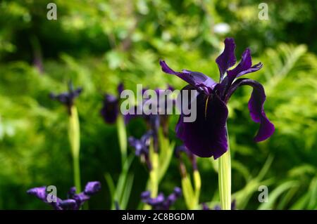 Single Iris Chryssographes (Black Flowered Siberian Iris) Blumen in den Grenzen bei RHS Garden Harlow Carr, Harrogate, Yorkshire, England, UK gewachsen. Stockfoto