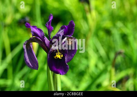 Single Iris Chryssographes (Black Flowered Siberian Iris) Blumen in den Grenzen bei RHS Garden Harlow Carr, Harrogate, Yorkshire, England, UK gewachsen. Stockfoto