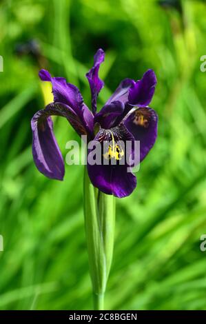 Single Iris Chryssographes (Black Flowered Siberian Iris) Blumen in den Grenzen bei RHS Garden Harlow Carr, Harrogate, Yorkshire, England, UK gewachsen. Stockfoto