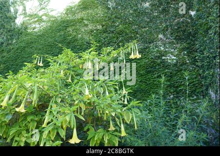 Culver City, California, USA 22. Juli 2020 EIN allgemeiner Blick auf die Atmosphäre des Hillside Memorial Parks in Culver City, Kalifornien, USA. Foto von Barry King/Alamy Stockfoto Stockfoto