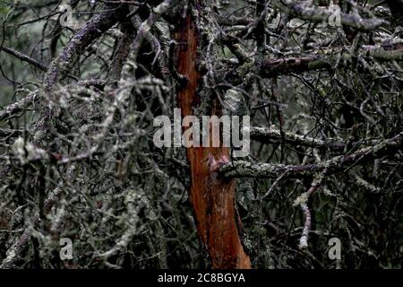 Alte Kiefernwald in Nida Wald, Kiefer ohne Rinde. Litauen Stockfoto