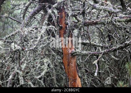 Alte Kiefernwald in Nida Wald, Kiefer ohne Rinde. Litauen Stockfoto