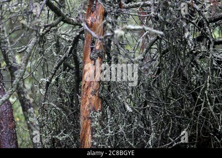 Alte Kiefernwald in Nida Wald, Kiefer ohne Rinde. Litauen Stockfoto