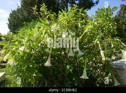 Culver City, California, USA 22. Juli 2020 EIN allgemeiner Blick auf die Atmosphäre des Hillside Memorial Parks in Culver City, Kalifornien, USA. Foto von Barry King/Alamy Stockfoto Stockfoto