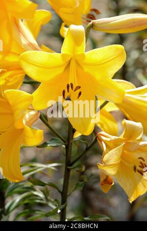 OT Hybride Lilie, Lilium 'Cleone', eine Kreuzung zwischen einer orientalischen und einer Trompetenlilien. Friedenslilien „Cleone“ Stockfoto