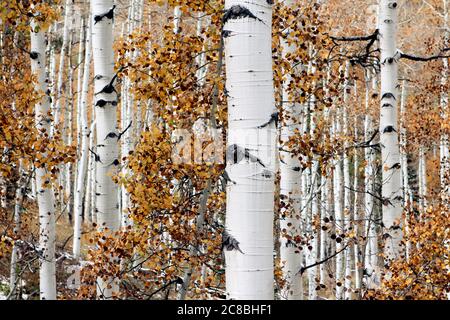 Weiße Birke Wald getrocknete Blätter aus nächster Nähe - Tapete Stockfoto