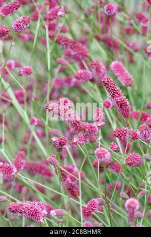 Kastanienbraune Schlagzeugstick-Blüten von Sanguisorba 'Raspberry Coulis'. Burnett „Raspberry Coulis“ Stockfoto