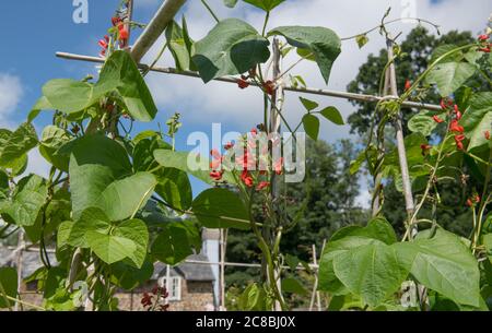 Leuchtend scharlachrote Blume Kopf einer selbst angebauten Bio-Runner-Bean-Pflanze (Phaseolus coccineus), die in einem Gemüsegarten in Devon, England, Großbritannien wächst Stockfoto