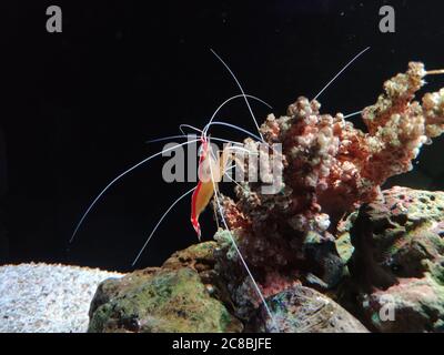 Die kleinen Garnelen in der Nähe der Korallen finden Futter im Aquarium Stockfoto