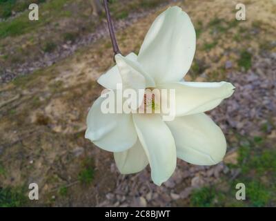 Die weiße Magnolie blüht mit grünem Staubgefäß und Pistill in der Mitte; es war im frühen Frühling Stockfoto