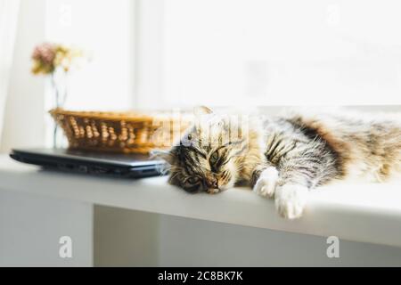 Flauschige Tabby Katze liegt auf dem Fensterbrett in der Sonne zu Hause Stockfoto