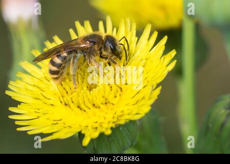 Gelbbindige Furchenbiene, Weibchen, Halictus scabiosae, große Bänderfurche-Biene, weiblich, Schmalbienen, Furchenbienen, Halictidae, Blütenbesuch an Gäns Stockfoto