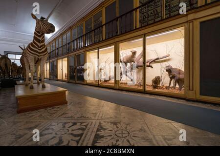 Ausgestopfte afrikanische Tiere im Wissenschaftsmuseum der Universität Coimbra aka Museu da Ciência da Universidade in Coimbra, Portugal, Europa Stockfoto