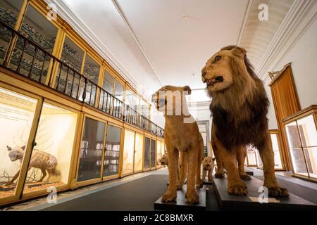 Ausgestopfte Löwen im Wissenschaftsmuseum der Universität Coimbra aka Museu da Ciência da Universidade in Coimbra, Portugal, Europa Stockfoto