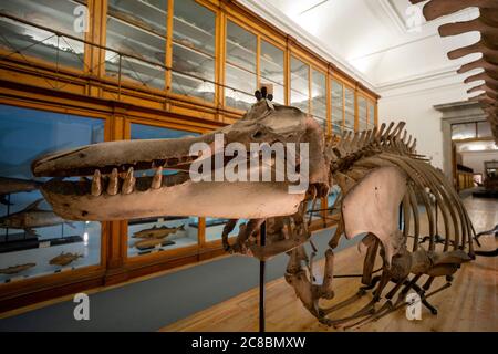 Walskelett im Wissenschaftsmuseum der Universität Coimbra aka Museu da Ciência da Universidade de Coimbra in Coimbra, Portugal, Europa Stockfoto