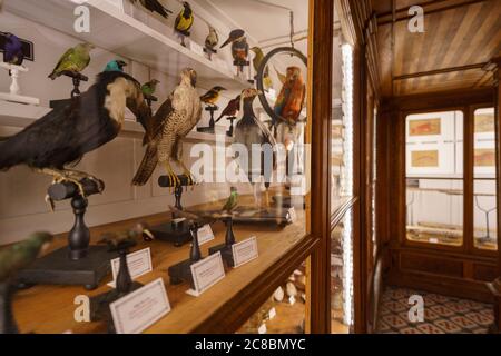 Ausgestopfte Vögel im Wissenschaftsmuseum der Universität Coimbra aka Museu da Ciência da Universidade in Coimbra, Portugal, Europa Stockfoto