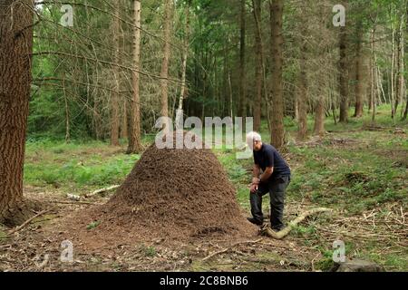 Große Rotholzanze (Formica rufa) brütet im Wyre Forest, Worcestershire, England, Großbritannien. Stockfoto