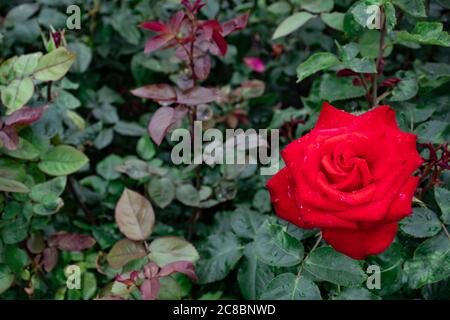 Schöne rote Rose in einem Garten mit Wassertropfen, aus der Nähe Stockfoto