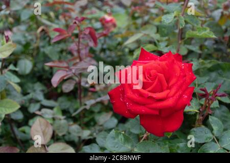 Schöne rote Rose in einem Garten mit Wassertropfen, aus der Nähe Stockfoto