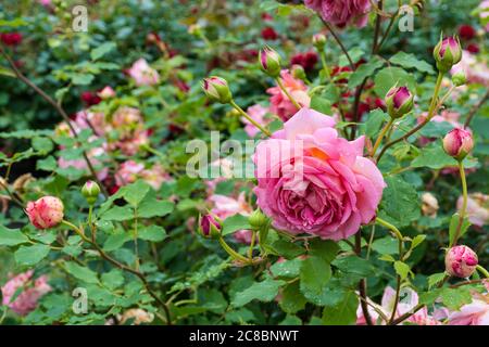 Schöne rosa Rose in einem Garten mit Wassertropfen, aus der Nähe Stockfoto