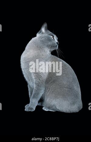 Blaue Burma Katze vor schwarzem Hintergrund Stockfoto