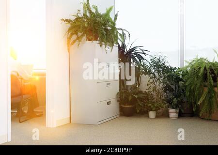 Topfpflanzen von Bürofenster Stockfoto
