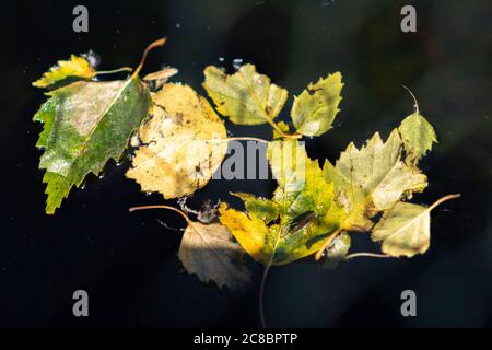 Ein Nahaufnahme von Insekten auf grünen und gelben Blättern in einem Teich. Gerridae, Wasseraufschneider. Unscharer dunkler Hintergrund. Kann als Illustration Hintergrund, Konzept verwendet werden Stockfoto