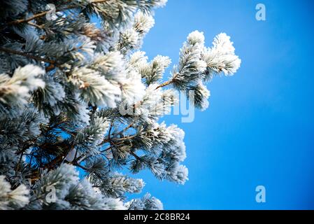 Frostiger Morgen. Äste von Bäumen an einem frostigen Tag. Niesel auf Äste Stockfoto