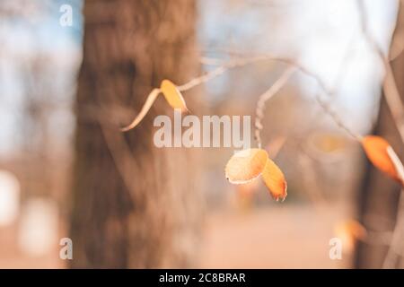 Schönen Herbst Landschaft mit gelben Bäume und die Sonne. Buntes Laub in den Park. Fallende Blätter natürlichen Hintergrund Stockfoto