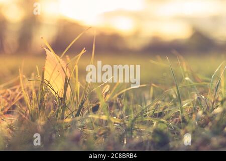 Nahaufnahme der Herbstblätter auf Gras. Sonnenuntergang Licht, ruhige saisonal niedrige Sicht. Herbstlaub auf Wiese im Herbst Stockfoto