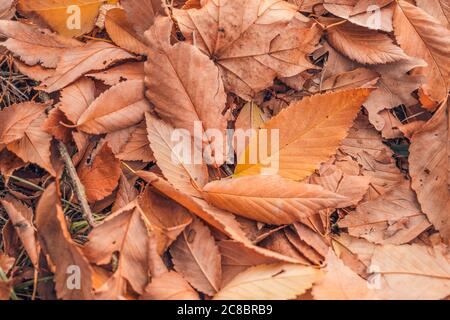 Trockene Herbstblätter. Weiche Pastellfarben. Saisonale Hintergrund Gruppe Herbst orange Blätter. Stockfoto