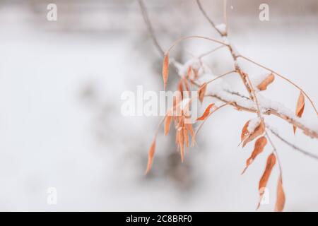 Gelber Herbst Blätter im Frost auf Winter schneebedeckten Hintergrund. Dramatische Nahaufnahme des Winters Stockfoto