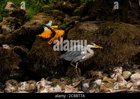 Ein Reiher, der seinen Weg an Plastik vorbei macht, das das Ufer des Flusses Eamont verschmutzt Stockfoto