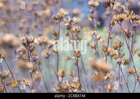 Trockene Distel im Winter Herbst Feld Stockfoto