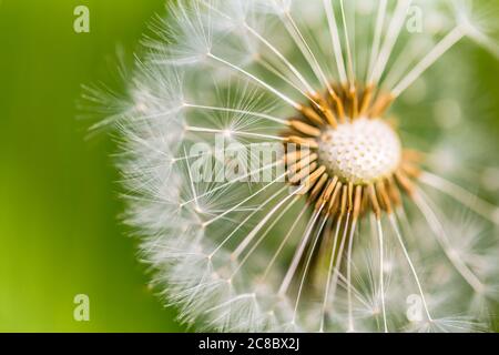 Löwenzahn in einer Makroansicht. Künstlerische Natur Nahaufnahme, sonnigen Frühling Sommer floralen Hintergrund. Kunstfoto von Löwenzahn Nahaufnahme auf hellen sonnigen Hintergrund Stockfoto