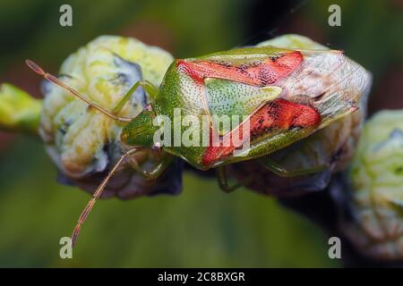 Wacholder-Shieldbug (Cyphostethus tristriatus) in Ruhe auf Lawsons Zypressenbeeren. Tipperary, Irland Stockfoto