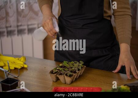Nahaufnahme sprüht Dünger auf der Startschale des Sämlings mit Microgreens Gemüse Stockfoto