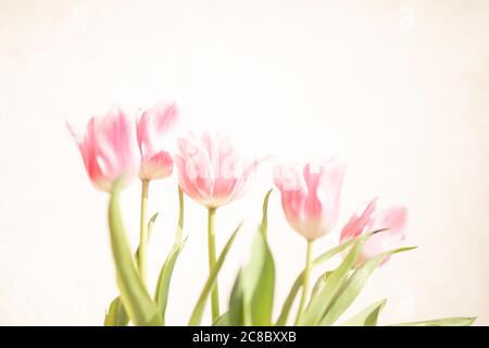 Rosa Tulpen Bouquet isoliert auf weißem Hintergrund von oben. Draufsicht auf rote Blumenknospen. Design-Layout für Grußkarten im Frühling und ostern. Stockfoto