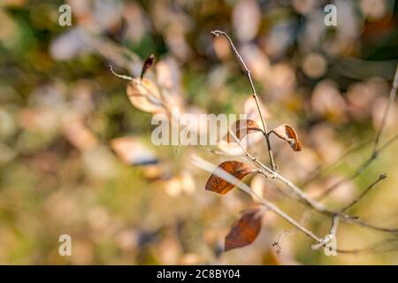 Herbstblätter, Herbst Natur Hintergrund mit Baum Zweig Stockfoto