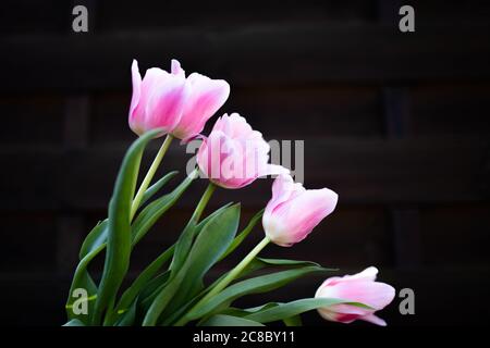 Bouquet of pink tulips on brown wooden background. Top view, copy space. Row of tulips on wooden background with space for message. Mother's Day Stockfoto