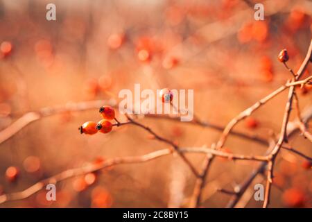 Berberitze Zweig frisch reifen Beeren natürlichen grünen Hintergrund Berberis thunbergii. Berberbeeren Früchte Busch verschwommen bunte Blumen Herbst Saison Stockfoto