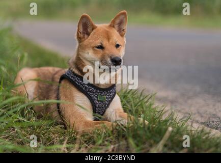 Ein Shiba Inu liegt im Gras Stockfoto