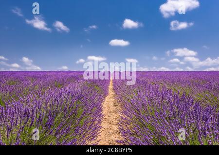 Lavendel blühende Felder endlose Reihen. Valensole Provence. Erstaunliche Sommer Reise Landschaft, Schönheit in der Natur, Reihen von Blumen unter idyllischen Himmel Stockfoto