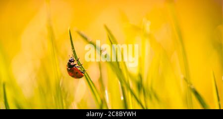 Marienkäfer auf schöne Nahaufnahme gelbe Blumen im Frühling Natur Wiese verschwimmen Sonnenuntergang Himmel, Makro, Weichzeichner. Ruhige Blumenkulisse Stockfoto