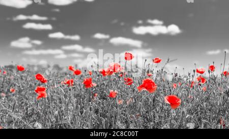 Rote Mohnblumen auf dem Feld, schwarz-weiß-Prozess Stockfoto