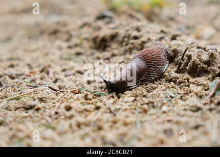 Nahaufnahme einer Schnecke im Hinterhof. Braunes Tier mit weichem Mantel im Sand. Stockfoto